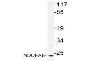 Western blot (WB) analysis of NDUFA8 antibody in extracts from 293 cells. (NDUFA8 anticorps)