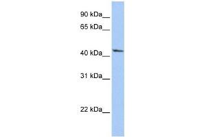 IGFBP2 antibody used at 1 ug/ml to detect target protein. (IGFBP2 anticorps  (Middle Region))
