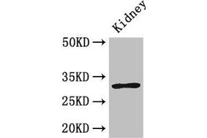 Western Blot Positive WB detected in: Mouse kidney tissue All lanes: FAM151B antibody at 2. (FAM151B anticorps  (AA 1-276))