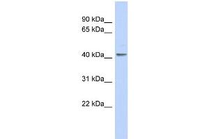 WB Suggested Anti-KLF1 Antibody Titration:  0.