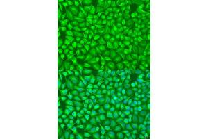 Immunofluorescence analysis of U2OS cells using GFM1 antibody.