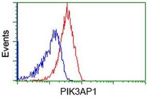 anti-phosphoinositide-3-Kinase Adaptor Protein 1 (PIK3AP1) antibody