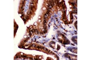 Anti-Caspase3 antibody, IHC(P) IHC(P): Mouse Intestine Tissue (Caspase 3 anticorps  (AA 67-175))