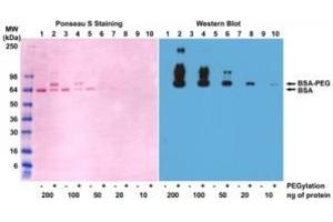 Western blot of BSA and PEGylated BSA (mPEG 5 kDa) using 0. (Recombinant PEG anticorps  (methoxylated))