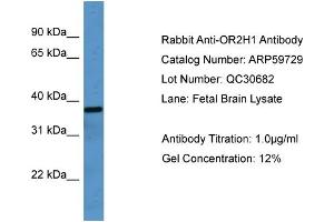 WB Suggested Anti-OR2H1  Antibody Titration: 0. (OR2H1 anticorps  (C-Term))