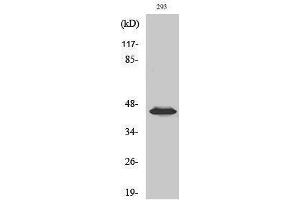 Western Blotting (WB) image for anti-Mitogen-Activated Protein Kinase Kinase 1/2 (MAP2K1/2) (pSer218), (pSer222) antibody (ABIN3182066)