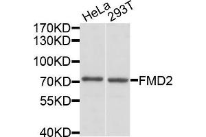 Western blot analysis of extracts of various cell lines, using FMO2 antibody (ABIN5972049) at 1/1000 dilution.