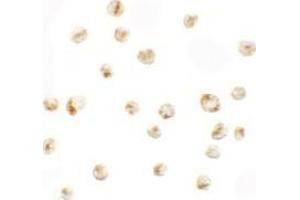 Immunocytochemistry of PRICKLE4 in A549 cells with PRICKLE4 antibody at 5 ug/mL. (PRICKLE4 anticorps  (N-Term))