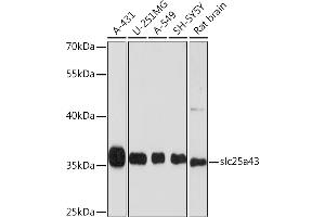 Western blot analysis of extracts of various cell lines, using slc25a43 Rabbit pAb (ABIN6133407, ABIN6147932, ABIN6147933 and ABIN6214950) at 1:1000 dilution. (SLC25A43 anticorps  (AA 1-100))
