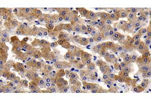 Detection of TNFa in Bovine Liver Tissue using Polyclonal Antibody to Tumor Necrosis Factor Alpha (TNFa)