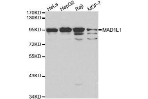 Western blot analysis of extracts of various cell lines, using MAD1L1 antibody. (MAD1L1 anticorps  (AA 360-700))