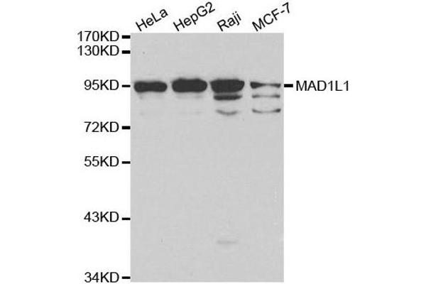 MAD1L1 anticorps  (AA 360-700)