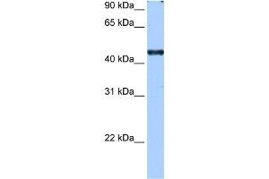 RBM42 antibody used at 0. (RBM42 anticorps  (C-Term))