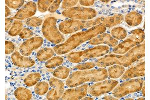 ABIN6263376 and ABIN6279028 at 1/100 staining Rat kidney tissue by IHC-P. (MRPL55 anticorps  (Internal Region))