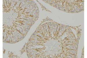 ABIN6274641 at 1/100 staining Mouse testis tissue by IHC-P.