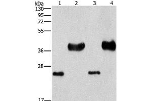 Western Blot analysis of Mouse liver tissue and k562 cell, hela and 293T cell using LIN28B Polyclonal Antibody at dilution of 1:550