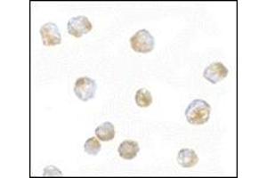 anti-ORAI Calcium Release-Activated Calcium Modulator 3 (ORAI3) (C-Term) antibody