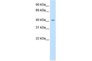 WB Suggested Anti-JUND Antibody Titration:  0. (JunD anticorps  (C-Term))