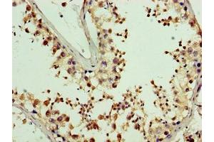 Immunohistochemistry of paraffin-embedded human testis tissue using ABIN7162466 at dilution of 1:100 (PDRG1 anticorps  (AA 1-133))
