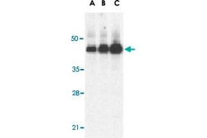 Western blot analysis of Casp12 (large) in human heart lysate with Casp12 large polyclonal antibody  at 0. (Caspase 12 anticorps)