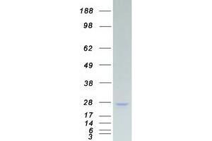 Validation with Western Blot