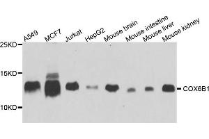 Western blot analysis of extract of various cells, using COX6B1 antibody. (COX6B1 anticorps)