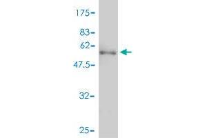 Western Blot detection against Immunogen (57.