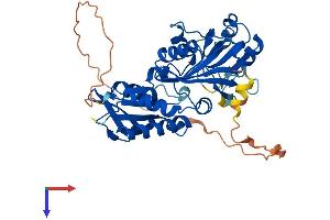 AlphaFold protein structure predicition of Human Recombinant RIMKLA Protein, UniprotID Q8IXN7
