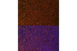 Immunofluorescence analysis of rat breast cells using TNFRSF25 antibody (ABIN7271071) at dilution of 1:100.