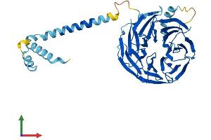 AlphaFold protein structure predicition of Mouse Recombinant Pafah1b1 Protein, UniprotID P63005