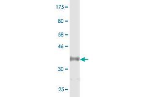 Western Blot detection against Immunogen (36.