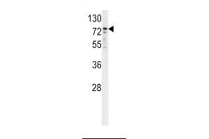 Western blot analysis of P450R antibody in K562 cell line lysates (35ug/lane)