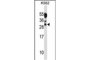 Western blot analysis in K562 cell line lysates (35ug/lane). (Myogenin anticorps  (AA 123-150))