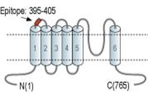 Representative domain view of the target of ABIN7885610.