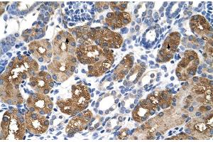 Rabbit Anti-BHMT Antibody  Paraffin Embedded Tissue: Epithelial cells of renal tubule Cellular Data: Epithelial cells of renal tubule Antibody Concentration: 4.