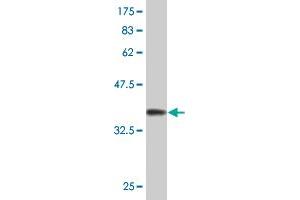 Western Blot detection against Immunogen (37. (STAT5A anticorps  (AA 1-104))