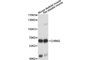 Western blot analysis of extracts of various cell lines, using CHRNG antibody. (CHRNG anticorps)