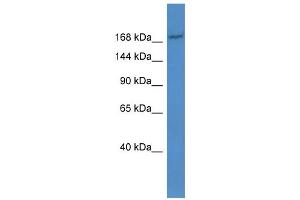 WB Suggested Anti-Abcc2 Antibody Titration:  0. (ABCC2 anticorps  (Middle Region))