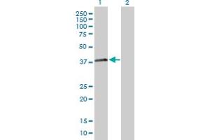 Western Blot analysis of RNF41 expression in transfected 293T cell line by RNF41 MaxPab polyclonal antibody.