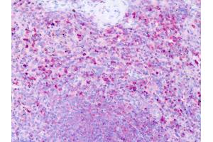 Anti-HRH1 / H1 Receptor antibody IHC of human spleen. (HRH1 anticorps  (Cytoplasmic Domain))