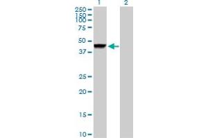 Western Blot analysis of CTSD expression in transfected 293T cell line by CTSD MaxPab polyclonal antibody. (Cathepsin D anticorps  (AA 1-412))