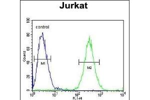ST3GAL5 Antibody (C-term) (ABIN652016 and ABIN2840497) flow cytometric analysis of Jurkat cells (right histogram) compared to a negative control cell (left histogram). (ST3GAL5 anticorps  (AA 389-418))