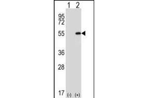 Western blot analysis of DDX39 (arrow) using rabbit polyclonal DDX39 Antibody (Center ) (ABIN652341 and ABIN2841566). (DDX39 anticorps  (AA 250-277))