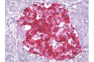 Anti-IGFBP7 / TAF antibody IHC of human pancreas, islets of Langerhans. (IGFBP7 anticorps)