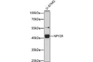 Western blot analysis of extracts of U-87MG cells, using NPY2R antibody (ABIN7268889) at 1:1000 dilution.
