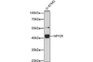 Western blot analysis of extracts of U-87MG cells, using NPY2R antibody (ABIN7268889) at 1:1000 dilution. (NPY2R anticorps  (C-Term))