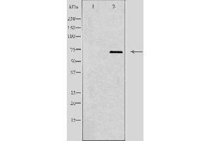 Western blot analysis of extracts from HepG2 cells, using PLK3 antibody. (PLK3 anticorps  (Internal Region))