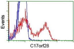 HEK293T cells transfected with either RC206740 overexpress plasmid (Red) or empty vector control plasmid (Blue) were immunostained by anti-C17orf28 antibody (ABIN2452861), and then analyzed by flow cytometry. (HID1/DMC1 anticorps)