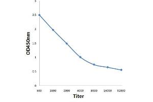 Antigen: 0. (Septin 1 anticorps  (AA 161-260))