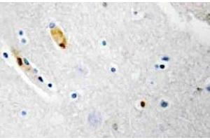 Immunohistochemistry (IHC) analyzes of TCF-3 antibody in paraffin-embedded human brain tissue. (TCF3 anticorps)